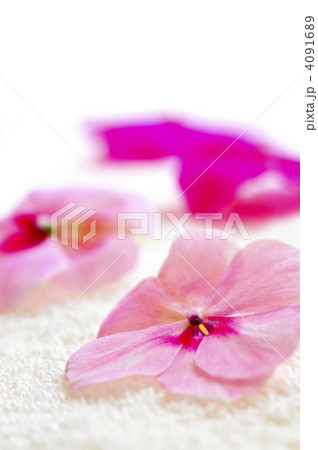 Gentle flower on luxury towel 4091689