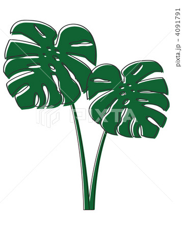モンステラの葉緑2枚茎付 ハワイのイラスト素材