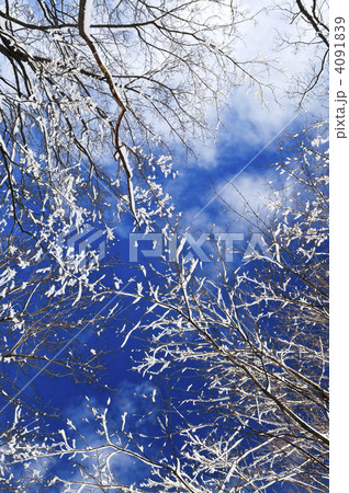 Winter trees and blue sky 4091839
