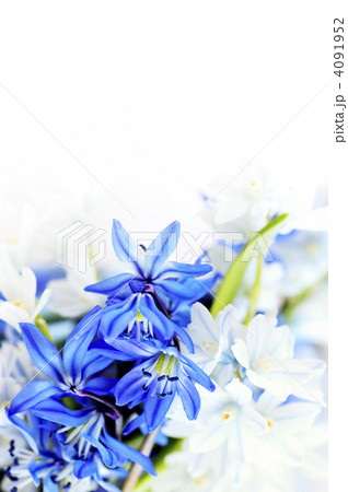 Spring flowers background 4091952