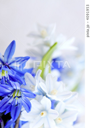 First spring flowers 4091953