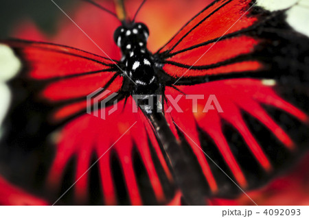 Red heliconius dora butterfly 4092093