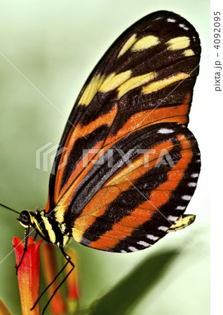 Large tiger butterfly 4092095