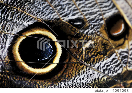 Owl Butterfly wing spots Owl Butterfly wing spots 4092098