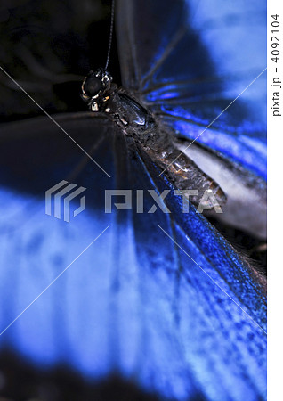 Blue Morpho butterfly closeup 4092104