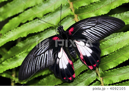 Common swallowtail butterfly 4092105