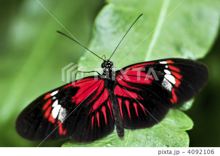 Red heliconius dora butterfly 4092106