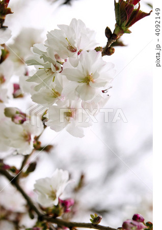 Oriental cherry blossom 4092149