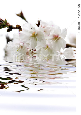 Cherry blossom in water 4092150