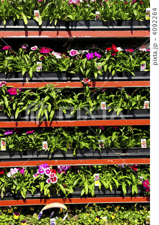 Flowers for sale 4092264