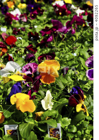 Pansies for sale 4092265