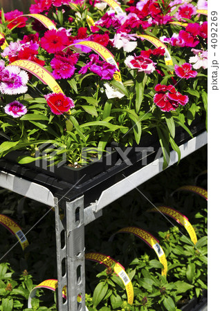 Flowers for sale 4092269