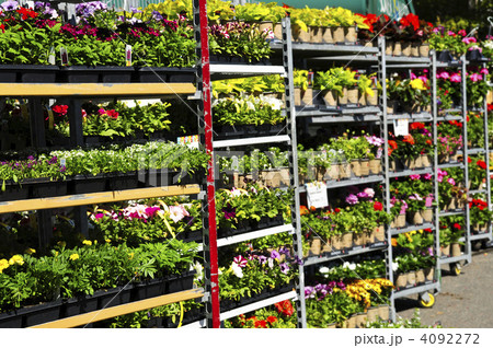 Flowers for sale 4092272