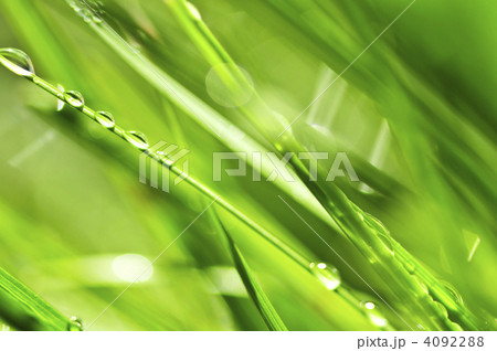 Green grass background Green grass background 4092288