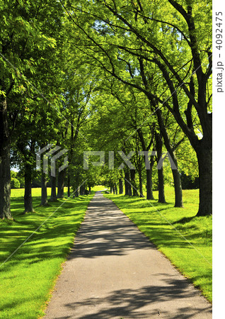 Path in green park 4092475