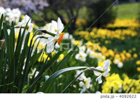 Blooming daffodils in spring park 4092622