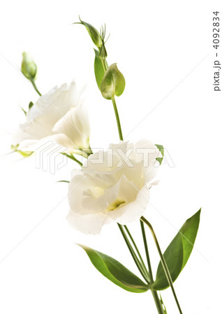 Isolated white flowers Isolated white flowers 4092834