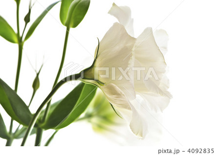 Isolated white flowers Isolated white flowers 4092835