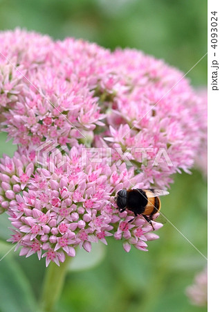 ベンケイソウとオオハナアブ ベンケイソウとオオハナアブ 4093024