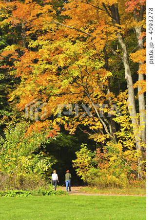 Autumn maple tree Autumn maple tree 4093278