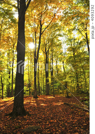 Fall forest 4093292