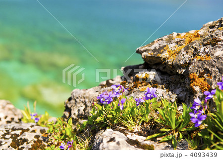 Wildflowers at shore of Georgian Bay 4093439