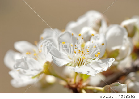 スモモ（プラム）の花 4093565