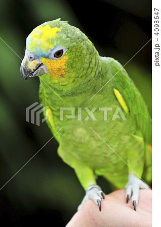 Yellow-shouldered Amazon parrot 4093647