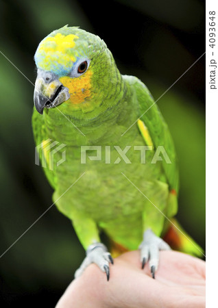 Yellow-shouldered Amazon parrot 4093648