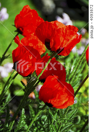 Poppies Poppies 4093672