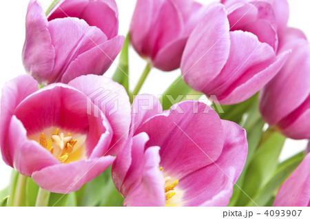 Pink tulips Pink tulips 4093907