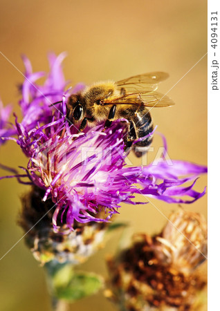 Honey bee on Knapweed Honey bee on Knapweed 4094131