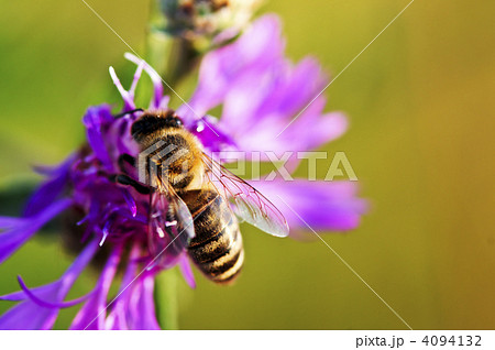 Honey bee on Knapweed Honey bee on Knapweed 4094132