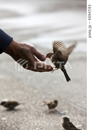 bird feeding hand with wonderful available light 4094593