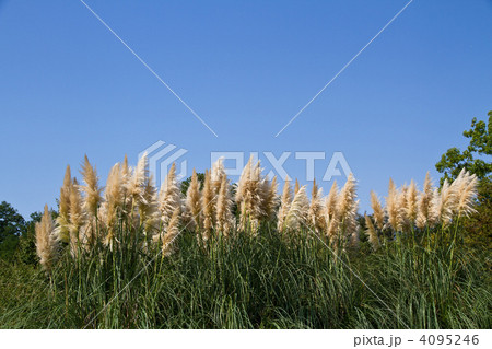 パンパスグラス 4095246