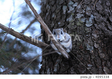 松の木とエゾモモンガ 4095338
