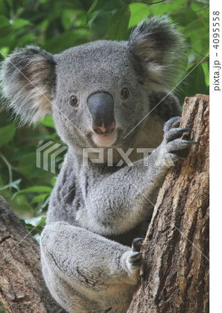 貴重なカメラ目線のコアラ 貴重なカメラ目線のコアラ 4095558