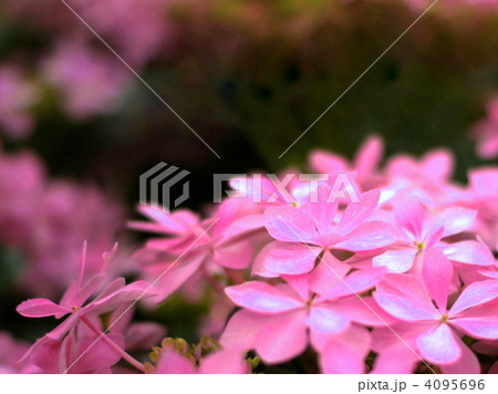 ガクアジサイ（ダンスパーティー） 4095696