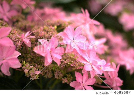 ガクアジサイ(ダンスパーティー) ガクアジサイ(ダンスパーティー) 4095697