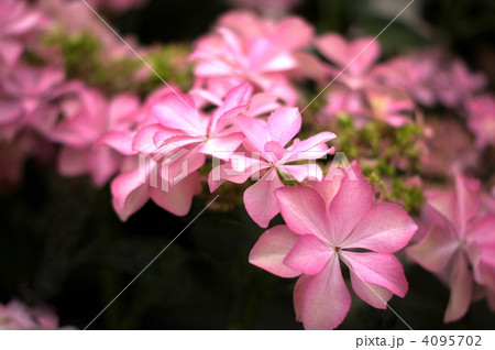 ガクアジサイ(ダンスパーティー) ガクアジサイ(ダンスパーティー) 4095702