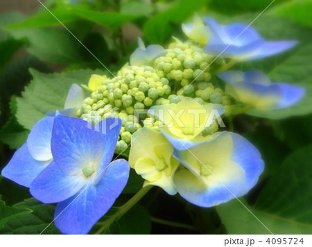 ガクアジサイ（ブルースカイ） 4095724