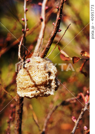 カマキリの卵 カマキリの卵 4095773