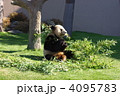 パンダ 4095783