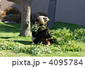 パンダ 4095784