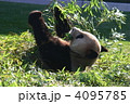 パンダ 4095785