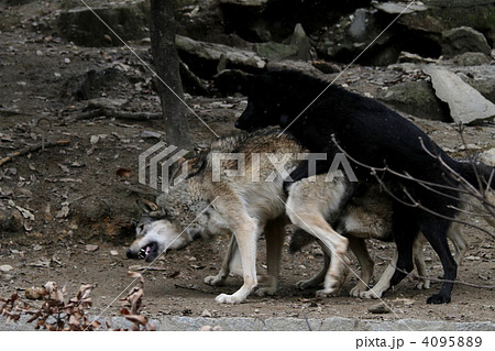 オオカミ　交尾 4095889