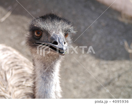 つっつくぞ！ 4095936