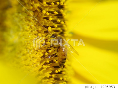 ミツバチ 4095953