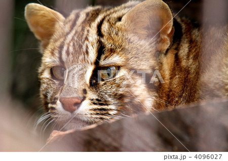 絶滅危惧種　ツシマヤマネコ 4096027