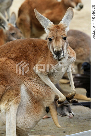 カンガルー 赤ちゃん カンガルー 赤ちゃん 4096029